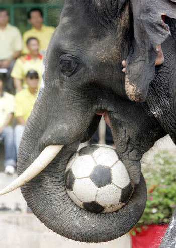 olifanten-voetbal
